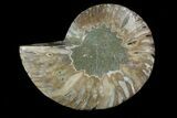 Agatized Ammonite Fossil (Half) - Madagascar #83856-1